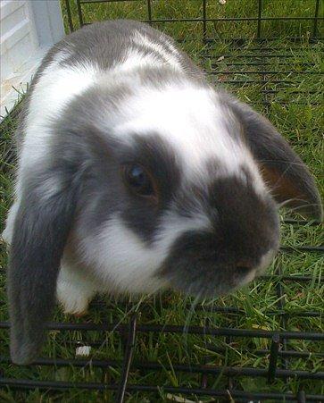Kanin Fernando billede 1