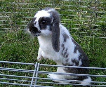 Kanin Fernando - HALLOOO er der mon nogen ? billede 2