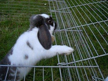 Kanin Fernando billede 3