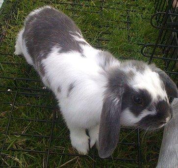 Kanin Fernando billede 4