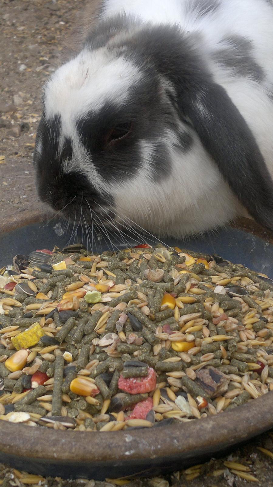 Kanin Fernando - Skynder sig at spise inden de frække fugle stjæler hans foder.. billede 5