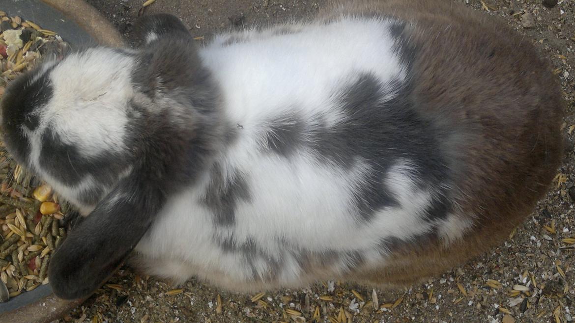 Kanin Fernando - Ved at skifte fra sommer til vinterpels billede 6