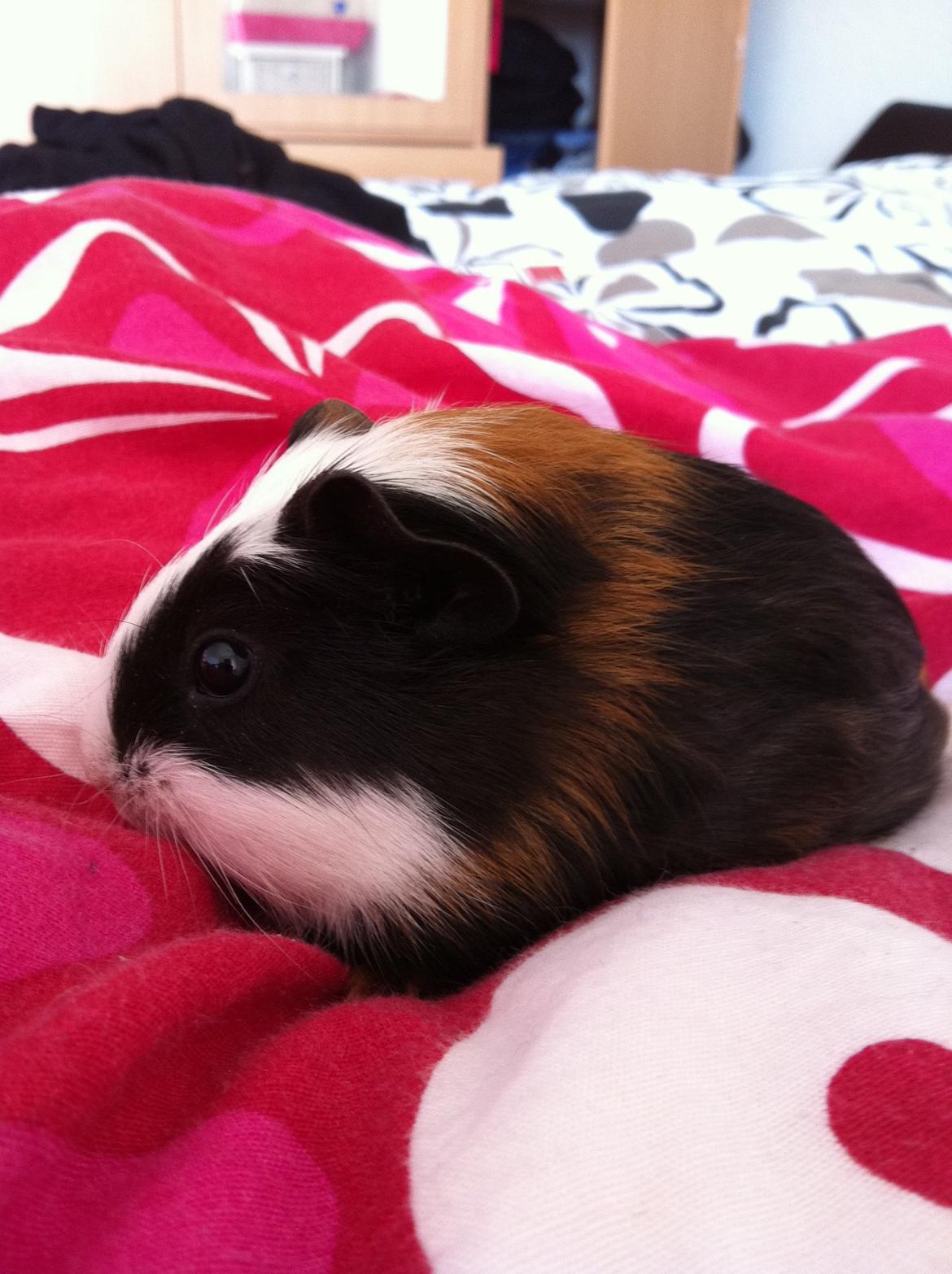 Marsvin Bella billede 1