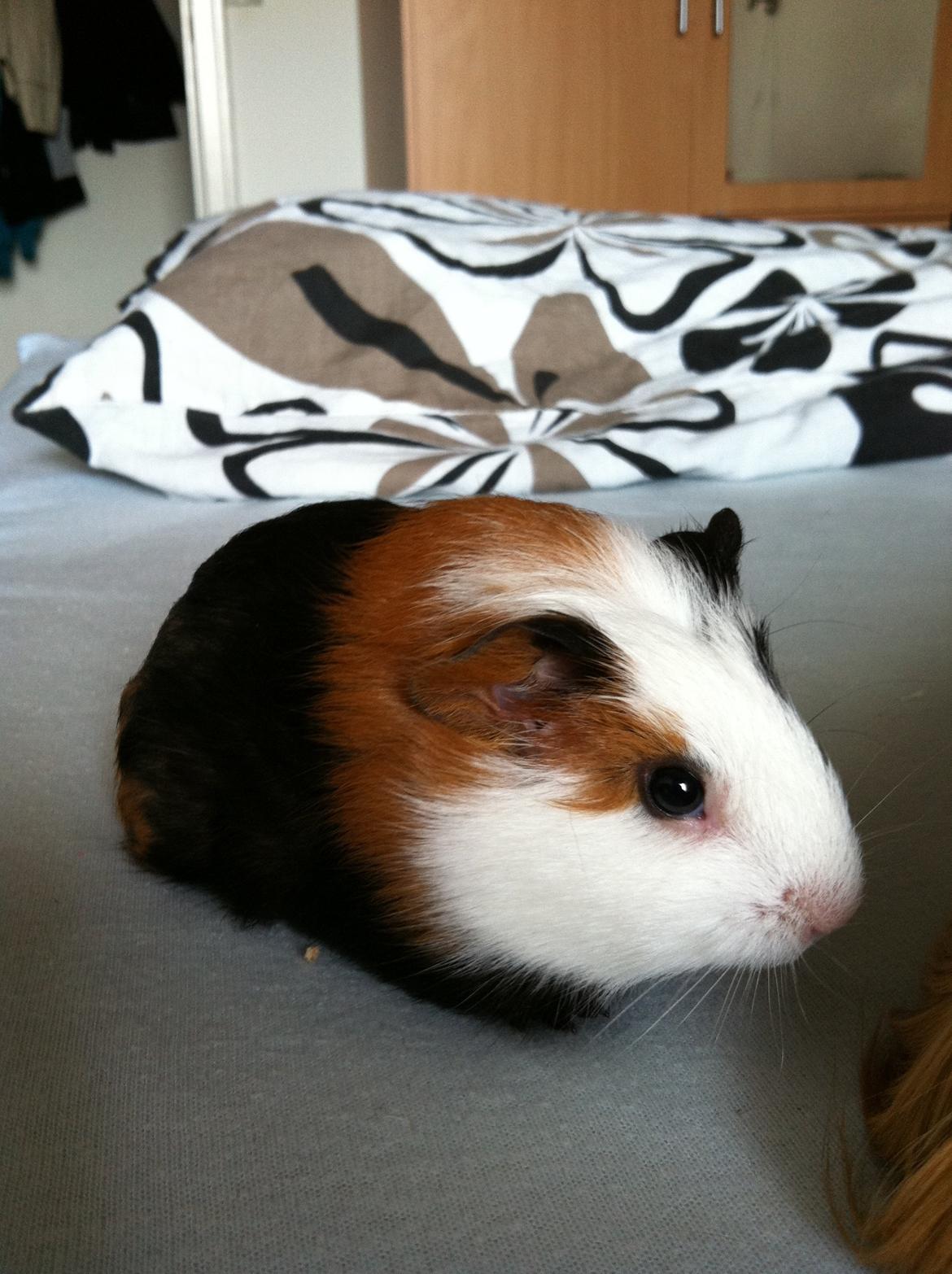 Marsvin Bella billede 2