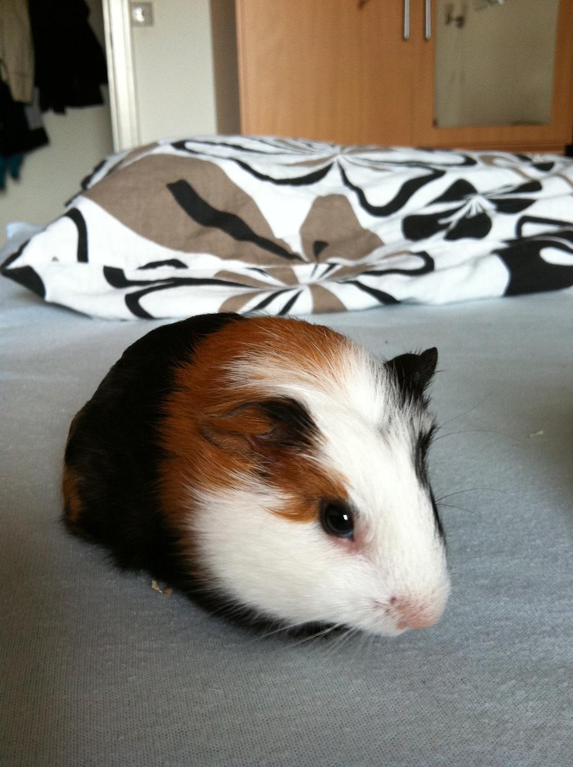 Marsvin Bella billede 3