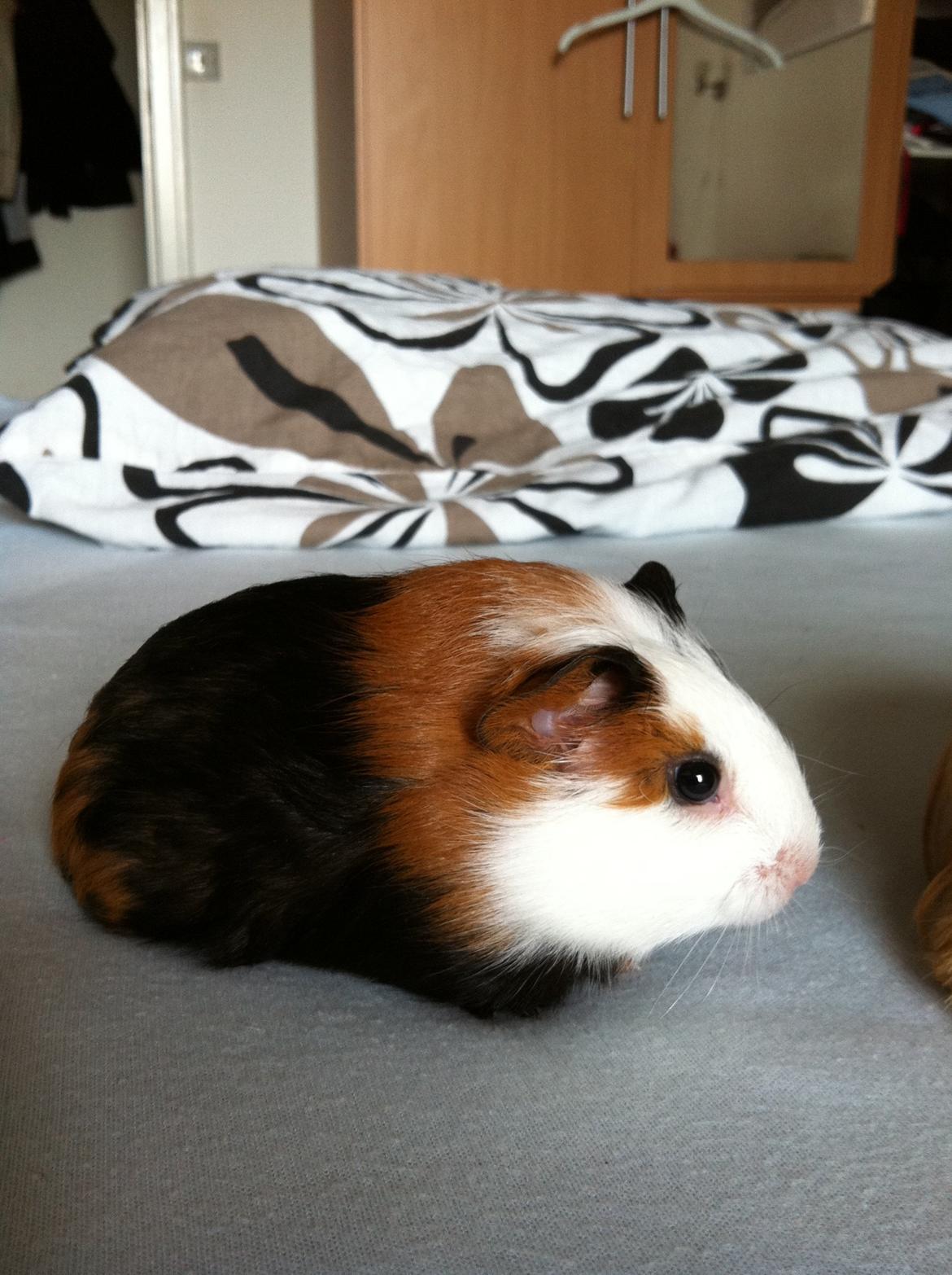 Marsvin Bella billede 4