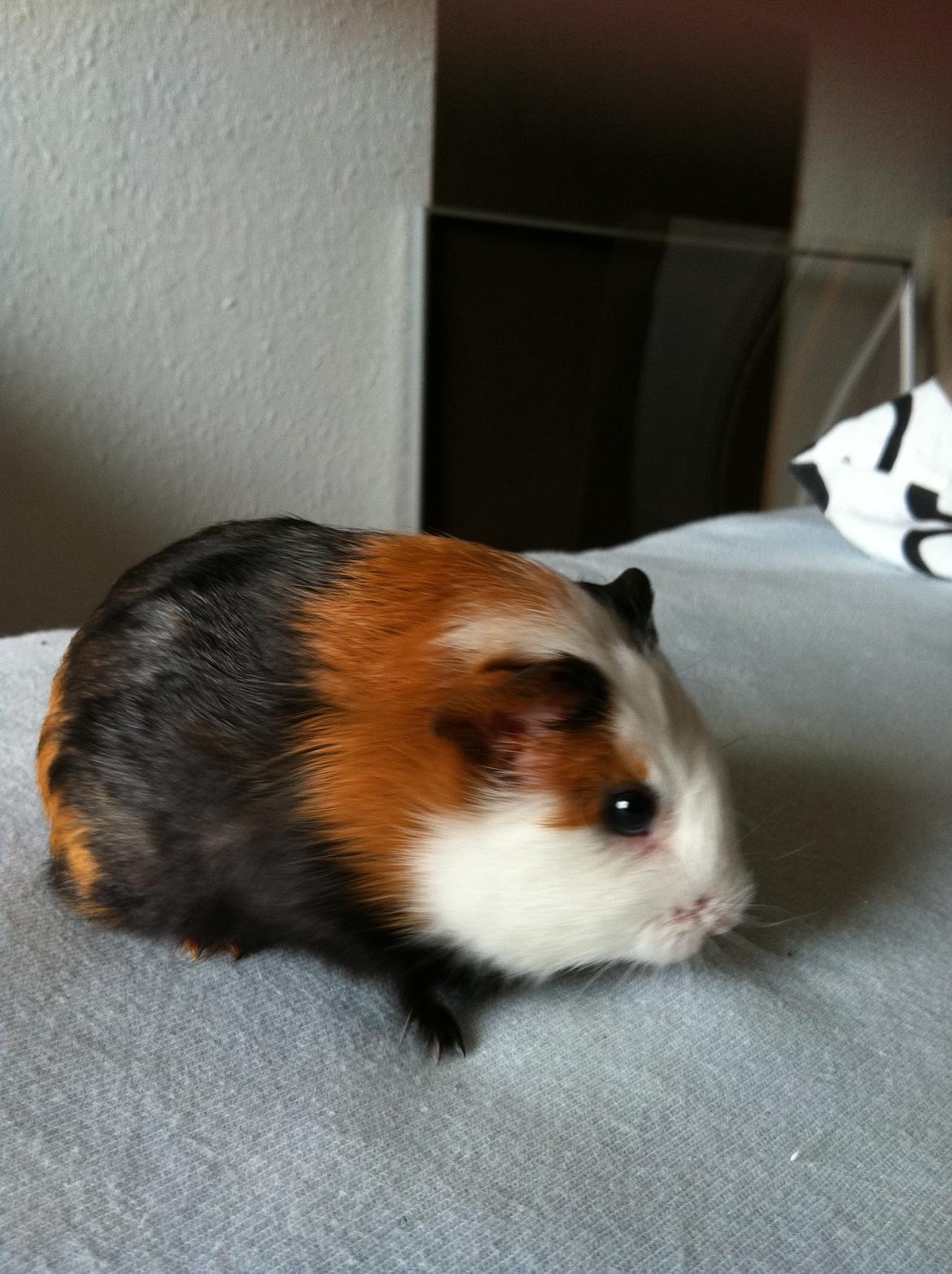 Marsvin Bella billede 5