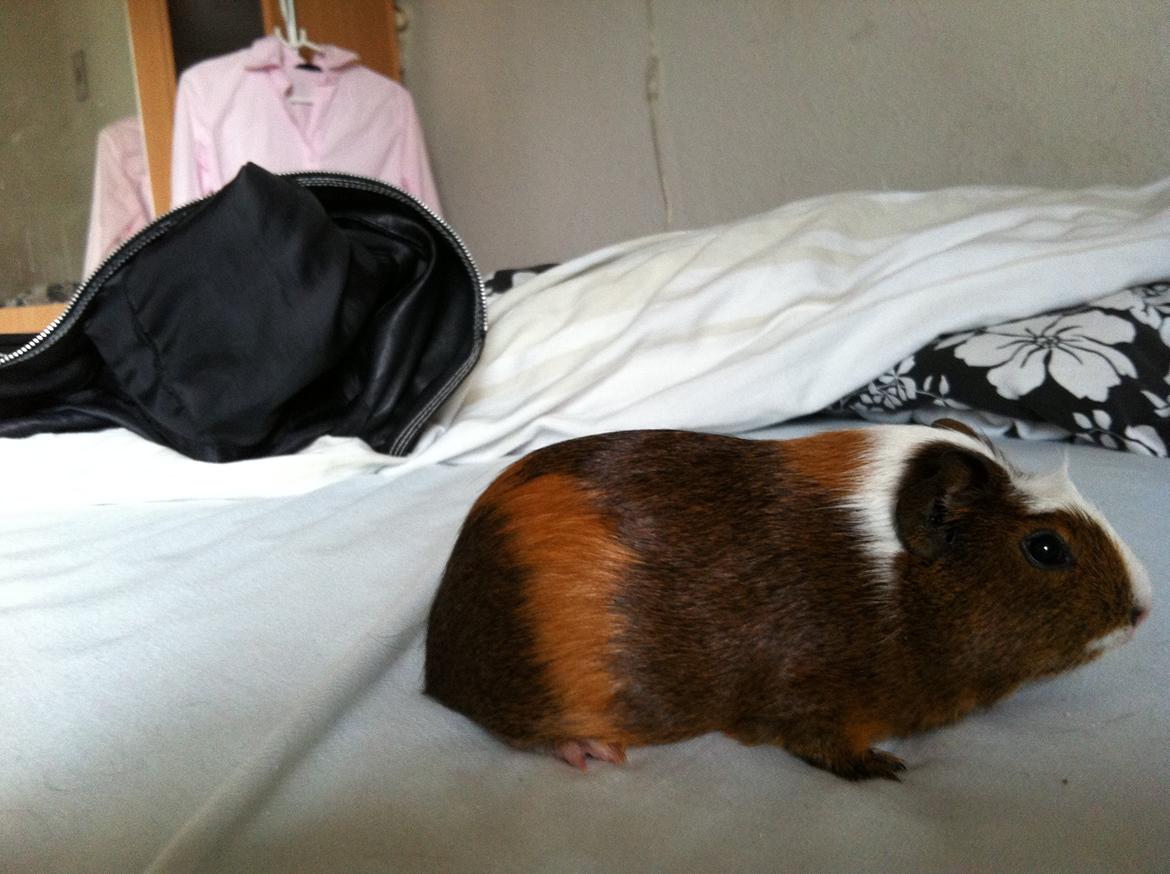 Marsvin Jasmin billede 1