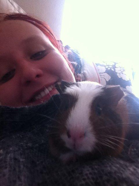 Marsvin Jasmin billede 2