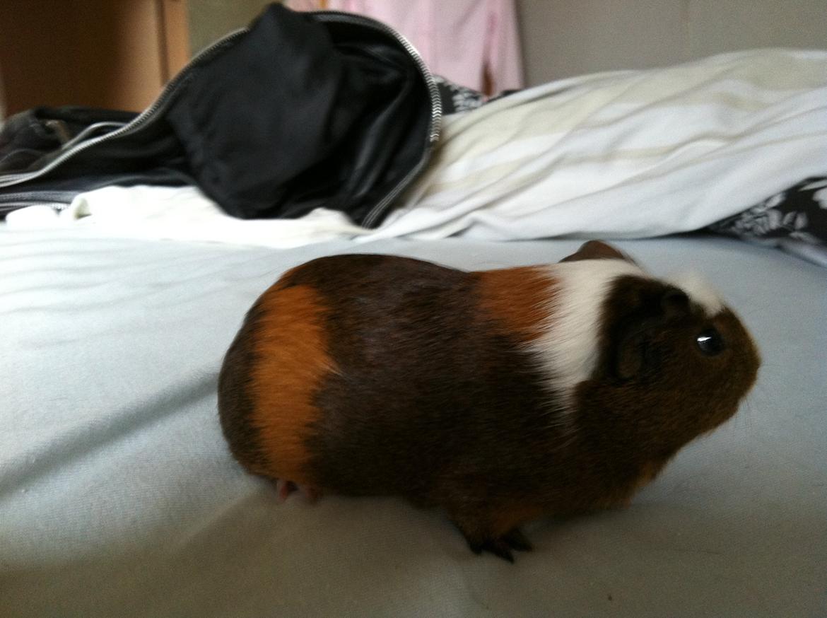 Marsvin Jasmin billede 3