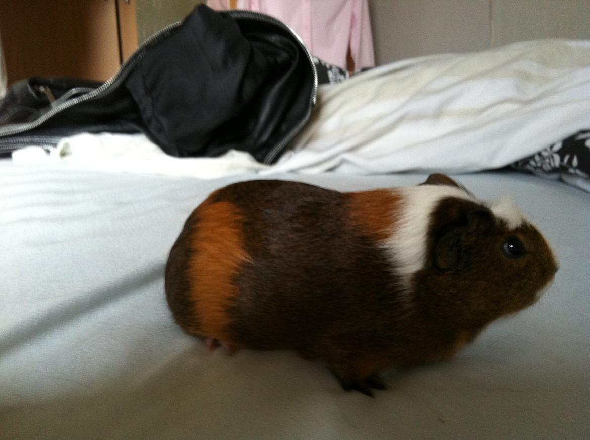 Marsvin Jasmin billede 4