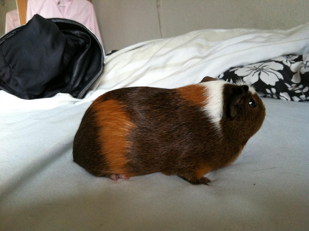 Marsvin Jasmin billede 5