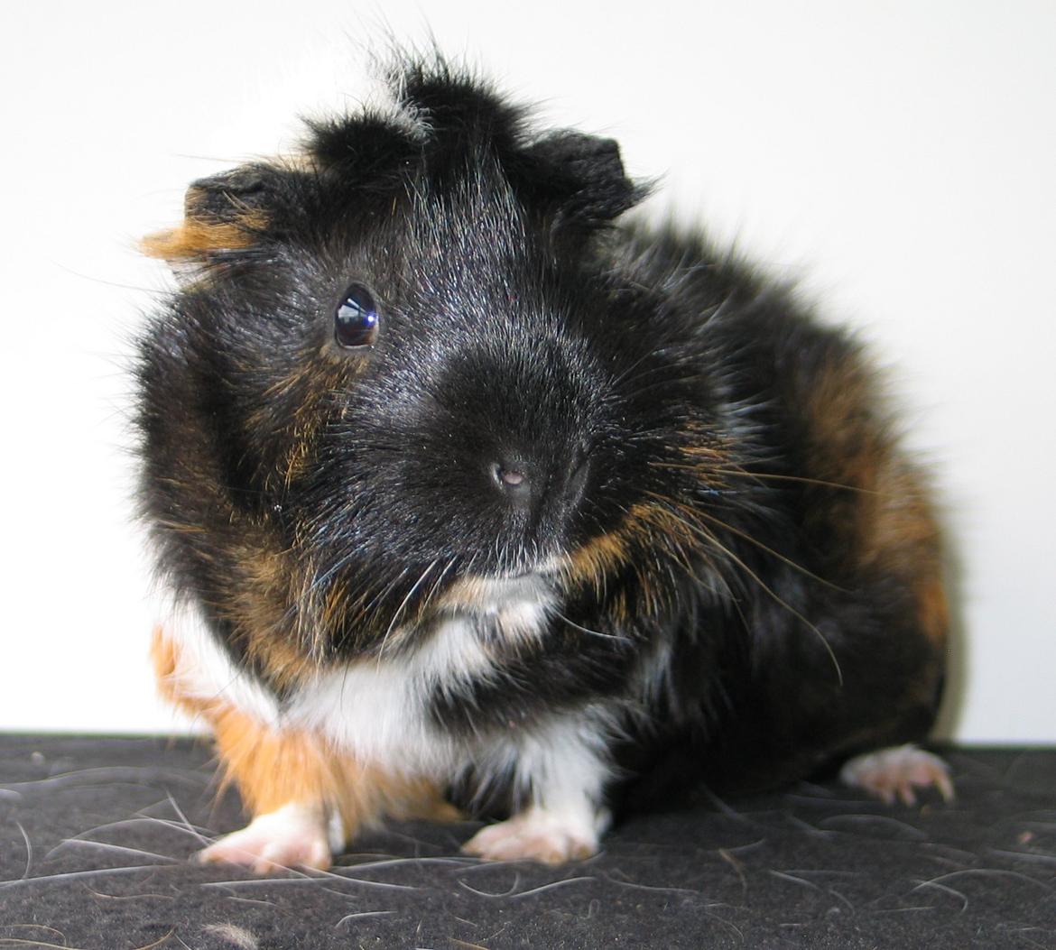 Marsvin Saga - Velkommen til min profil billede 1