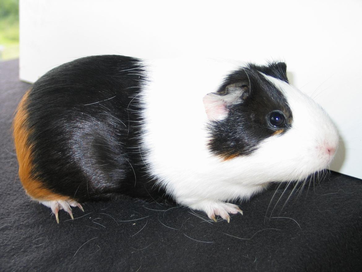 Marsvin Nadie - Så sys madmor lige der sku tages nyt billede..igen.. billede 4