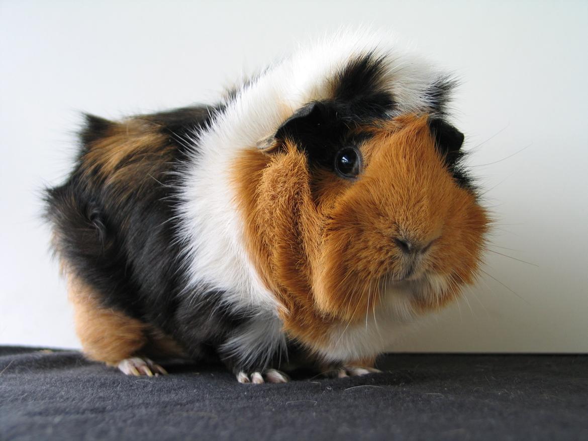 Marsvin Tamaya billede 2