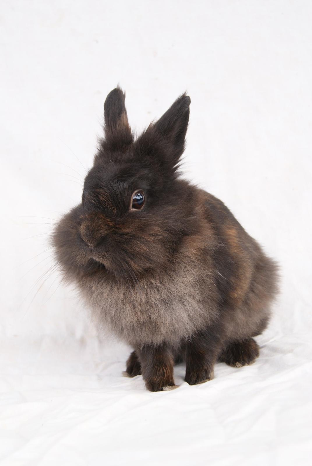 Kanin Testa Di Leone |Tas| - Testa Di Leone <3 billede 2