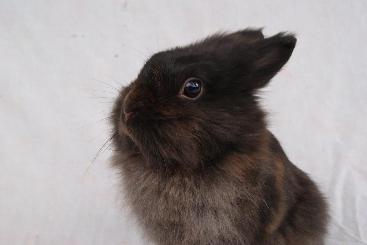 Kanin Testa Di Leone |Tas| - Smukken får lige taget lidt billeder med hvid baggrund... :))) billede 3