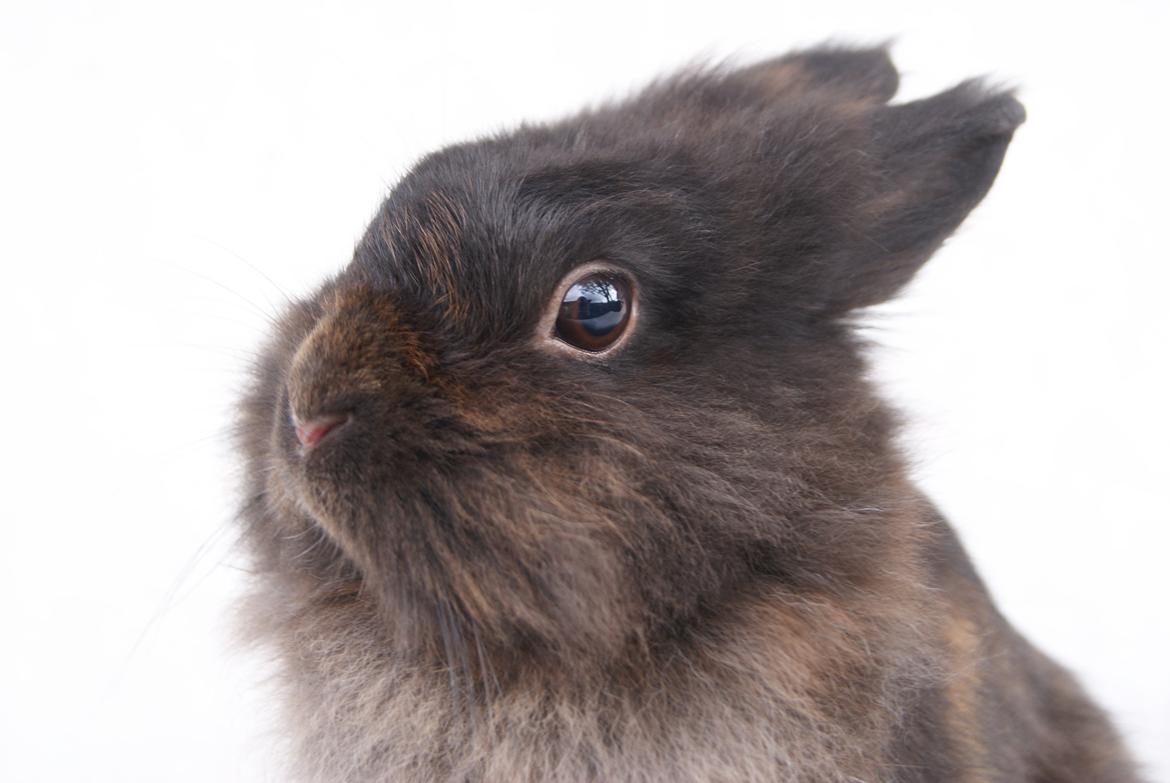 Kanin Testa Di Leone |Tas| billede 4