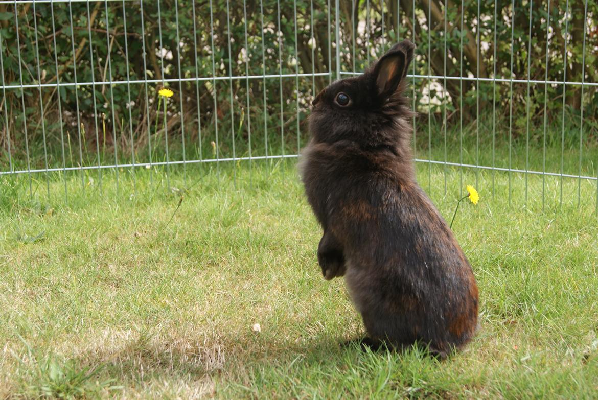 Kanin Testa Di Leone |Tas| - Første gang i løbegården, meget spændene alt sammen. :))) billede 5