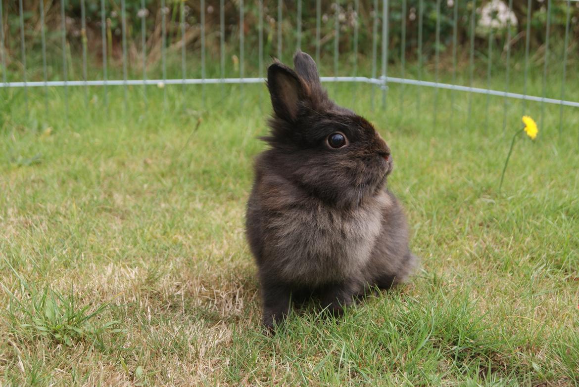 Kanin Testa Di Leone |Tas| billede 6