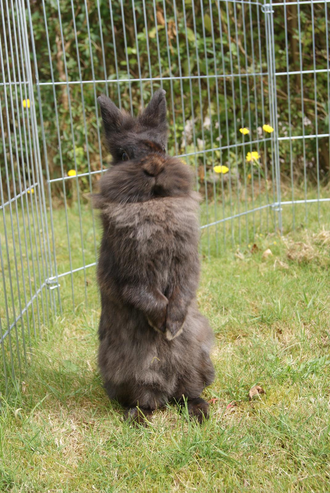 Kanin Testa Di Leone |Tas| billede 7