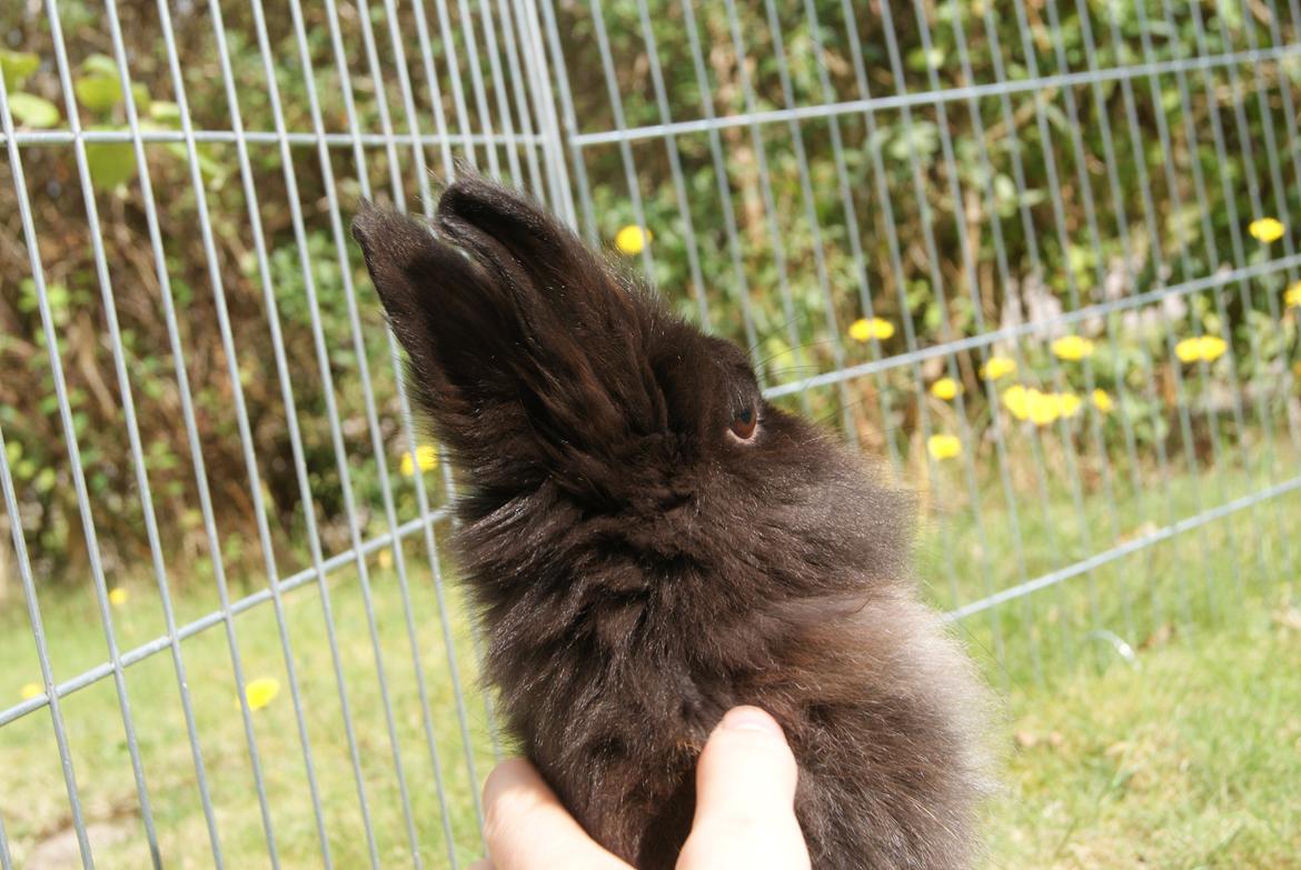 Kanin Testa Di Leone |Tas| - Det er lidt trykkere at sidde henne ved "mor" :)))   <3 billede 8