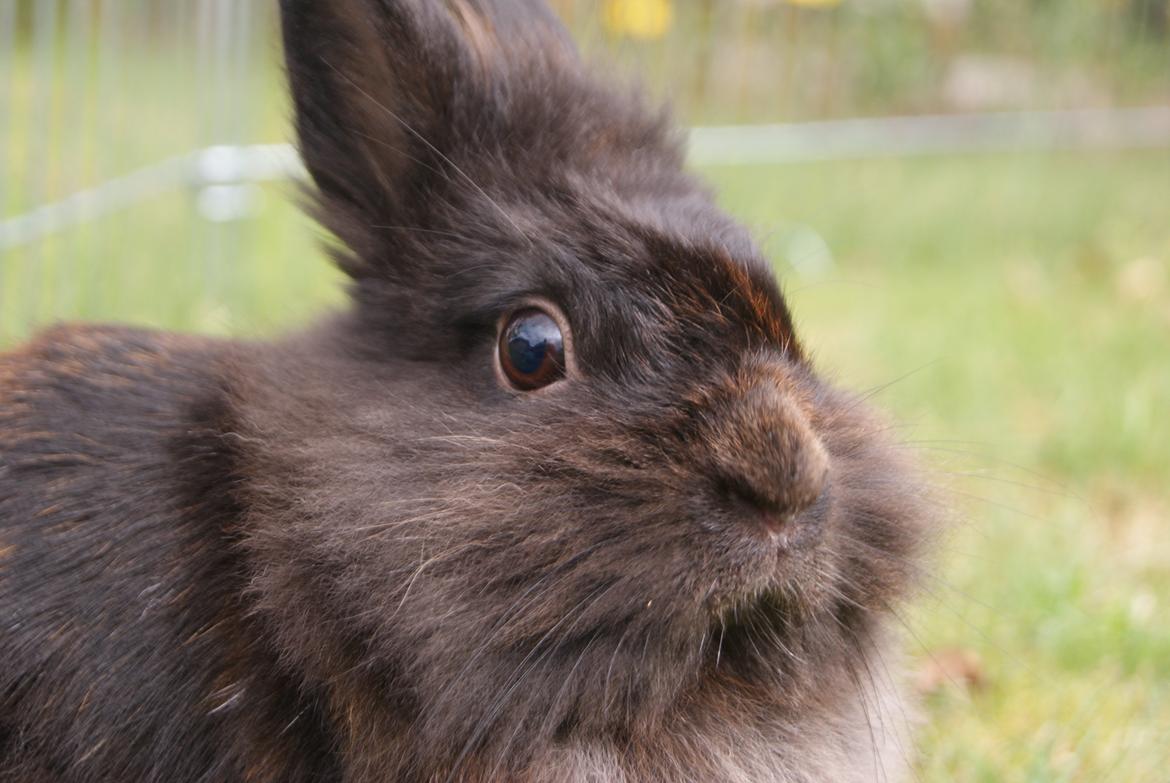 Kanin Testa Di Leone |Tas| billede 9