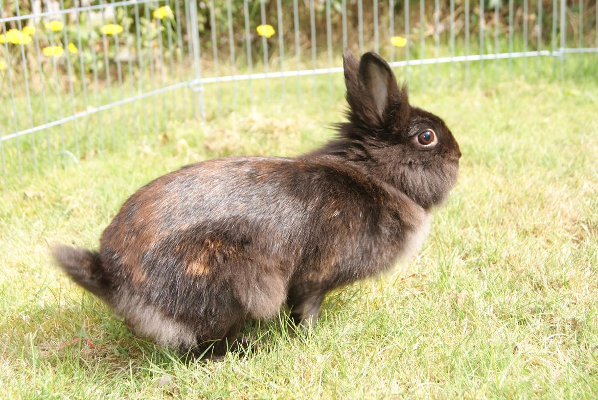 Kanin Testa Di Leone |Tas| - Stamp!! Lidt farligt er det altså... billede 10