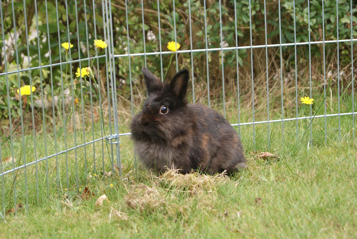 Kanin Testa Di Leone |Tas| billede 11