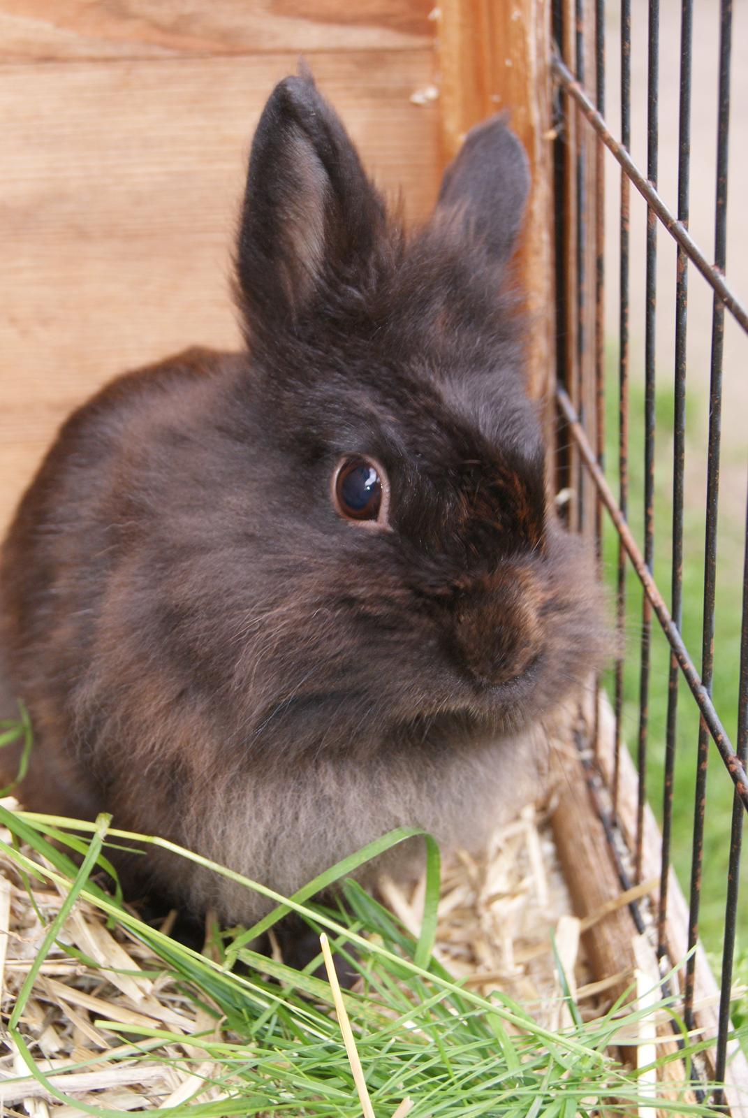 Kanin Testa Di Leone |Tas| - Tas i sit fine udendørs bur... :) billede 12