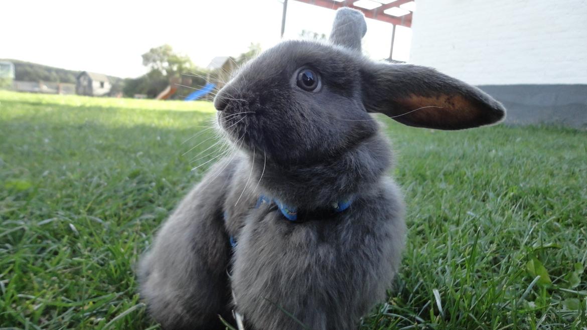 Kanin Berta <3 billede 1