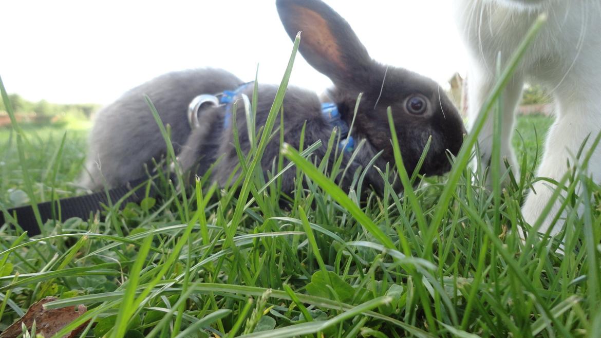 Kanin Berta <3 billede 2