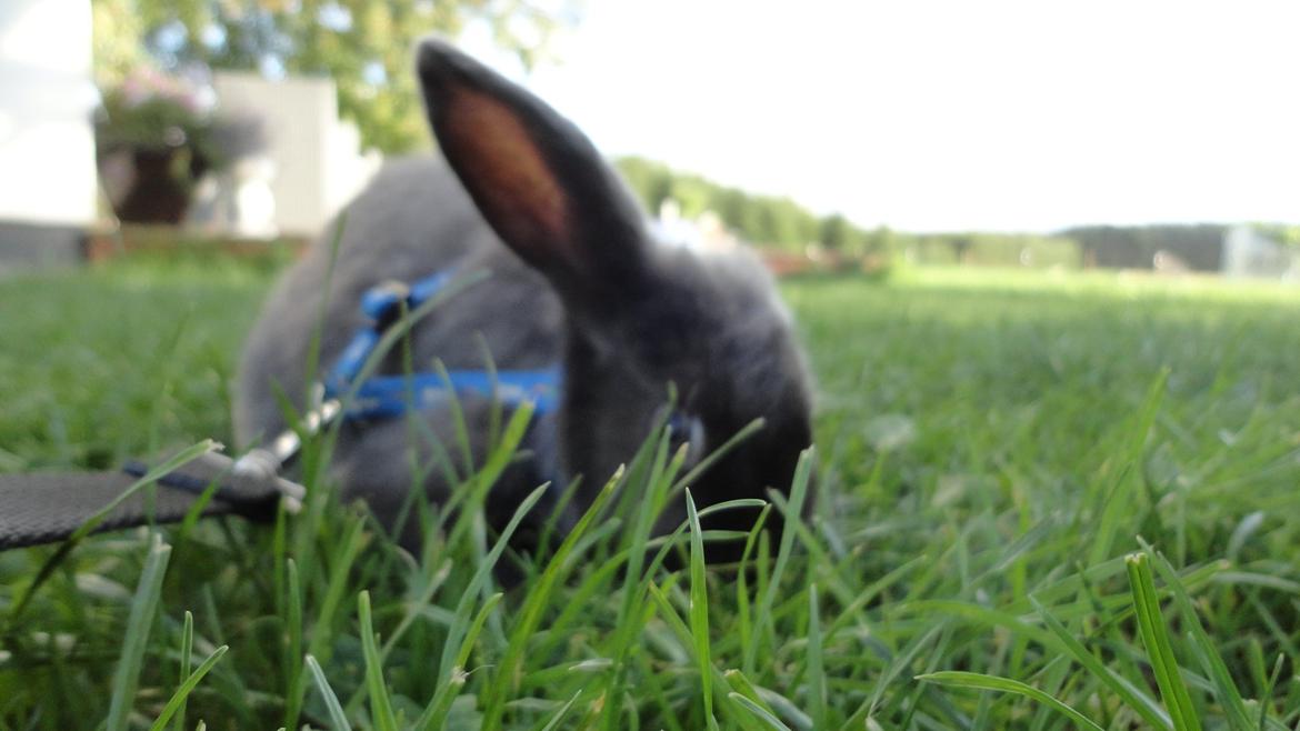 Kanin Berta <3 billede 3