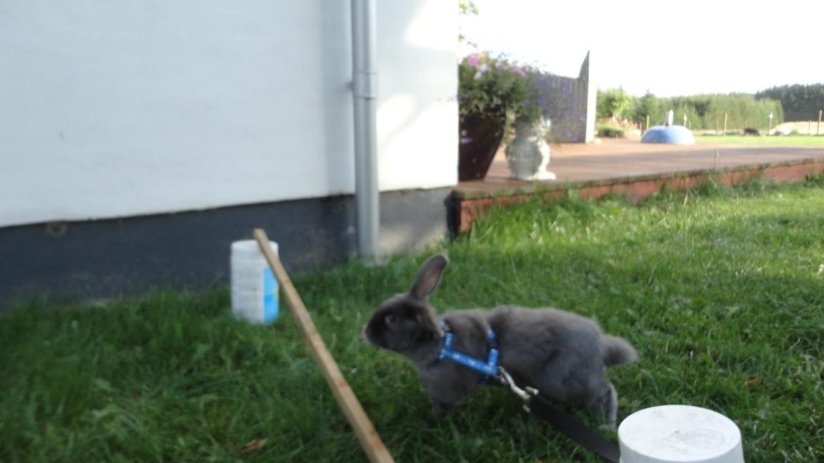 Kanin Berta <3 billede 4