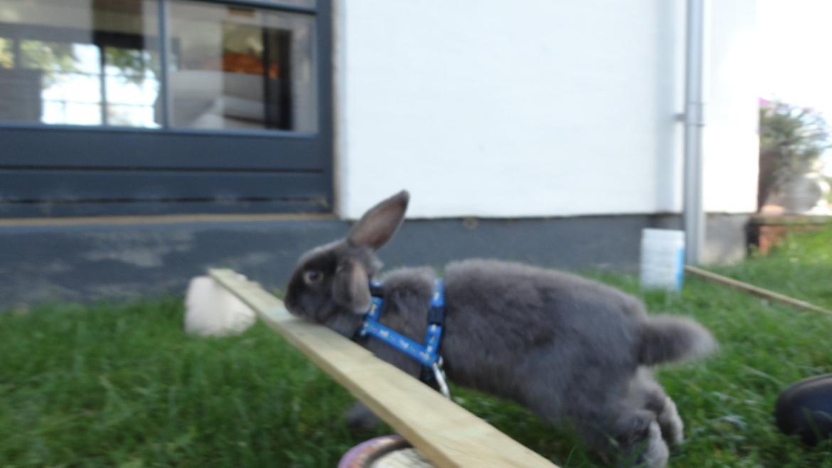 Kanin Berta <3 billede 5