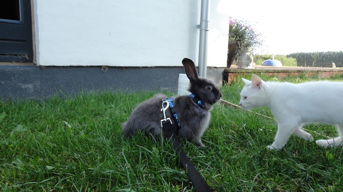 Kanin Berta <3 billede 6