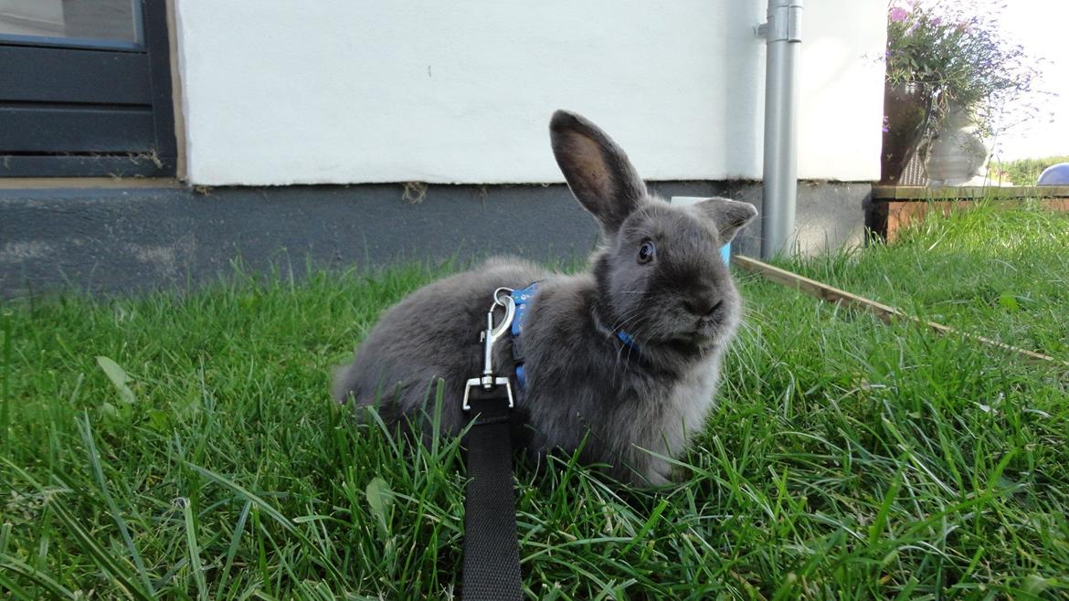 Kanin Berta <3 billede 7