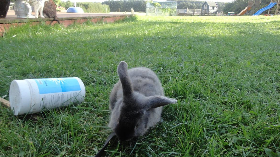 Kanin Berta <3 billede 8