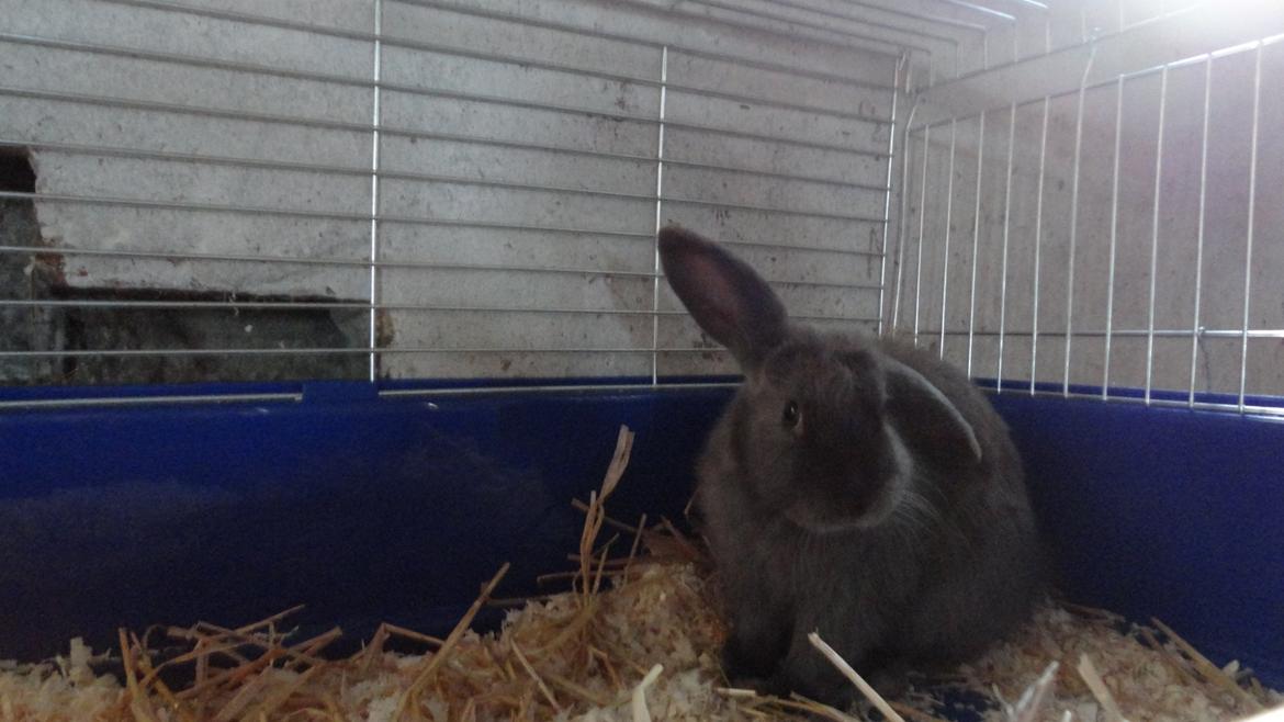 Kanin Berta <3 billede 9