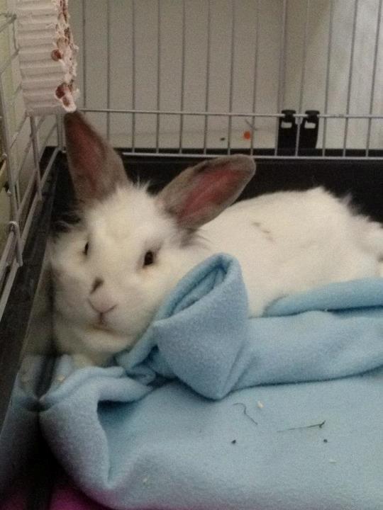 Kanin Vimse billede 15