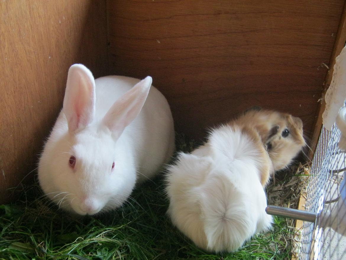 Kanin Mulle<3 billede 14