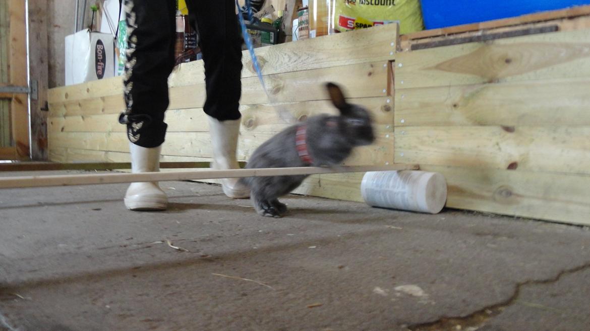 Kanin Berta <3 billede 10