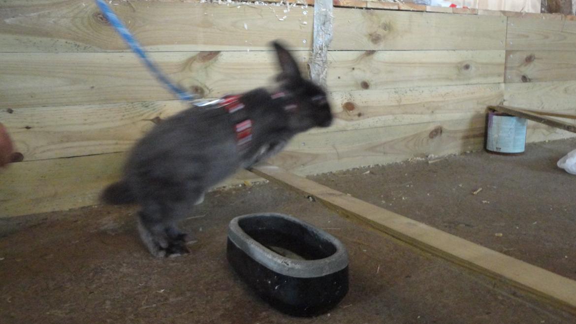 Kanin Berta <3 billede 11