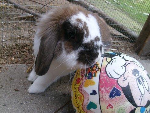 Kanin | Cookie | Dværgvædder/løvehoved - Cookie med hans elskede fodbold :-) billede 3