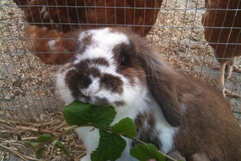 Kanin | Cookie | Dværgvædder/løvehoved billede 1