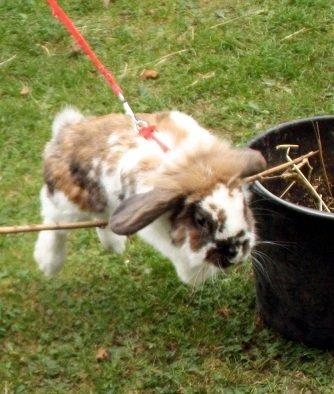 Kanin | Cookie | Dværgvædder/løvehoved billede 4