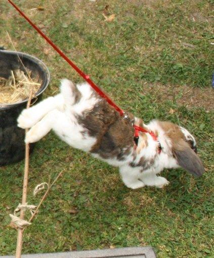 Kanin | Cookie | Dværgvædder/løvehoved billede 5