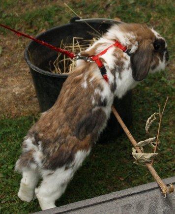 Kanin | Cookie | Dværgvædder/løvehoved - Cookie springer. billede 6