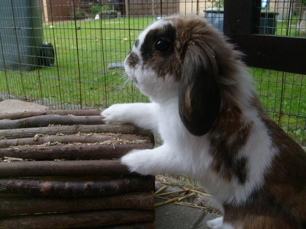 Kanin | Cookie | Dværgvædder/løvehoved - Cookies trick "sid pænt" billede 2