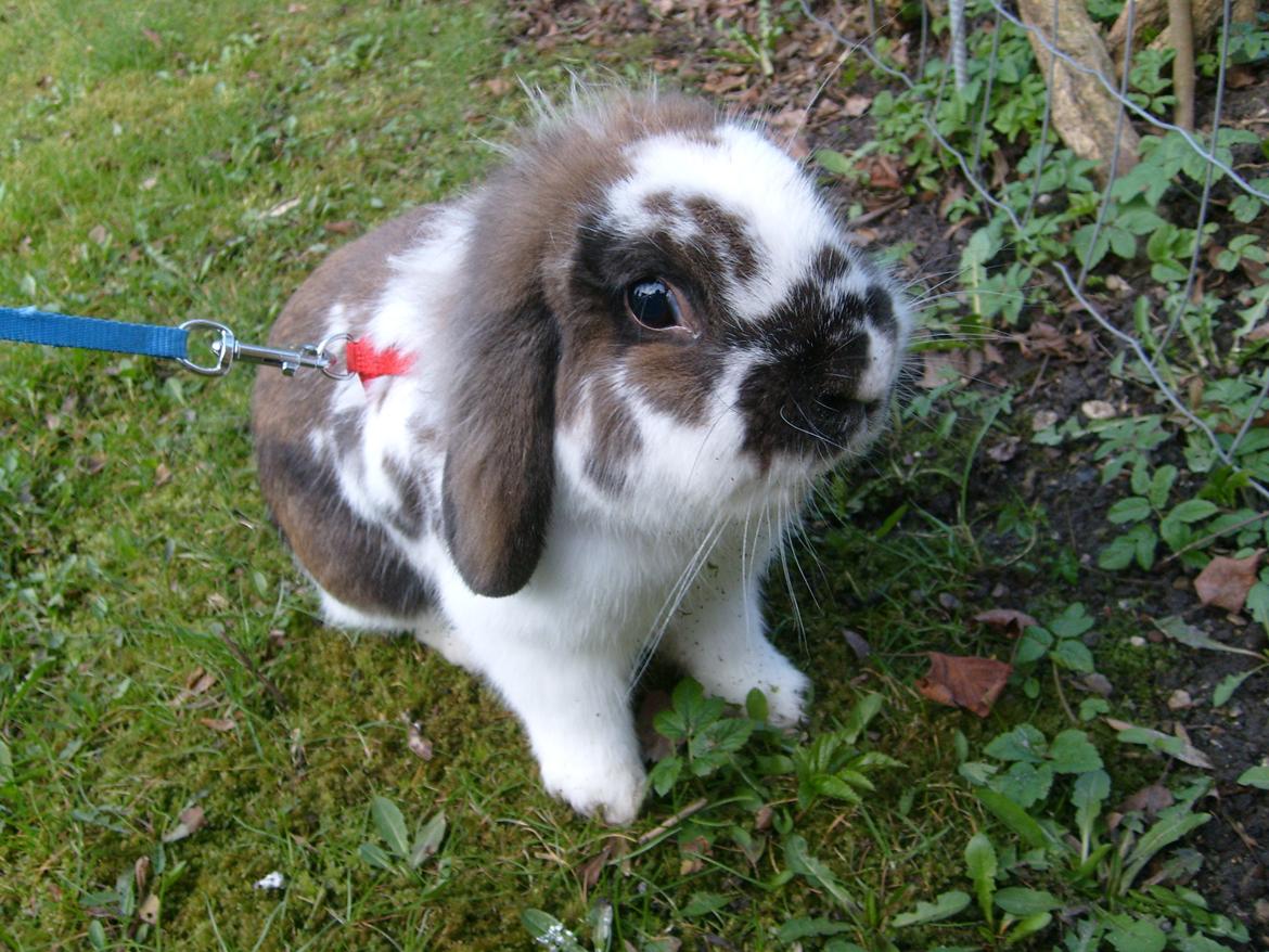 Kanin | Cookie | Dværgvædder/løvehoved billede 8